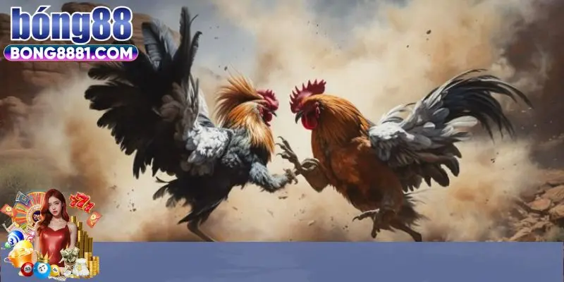 Khám phá xem đá gà trực tiếp