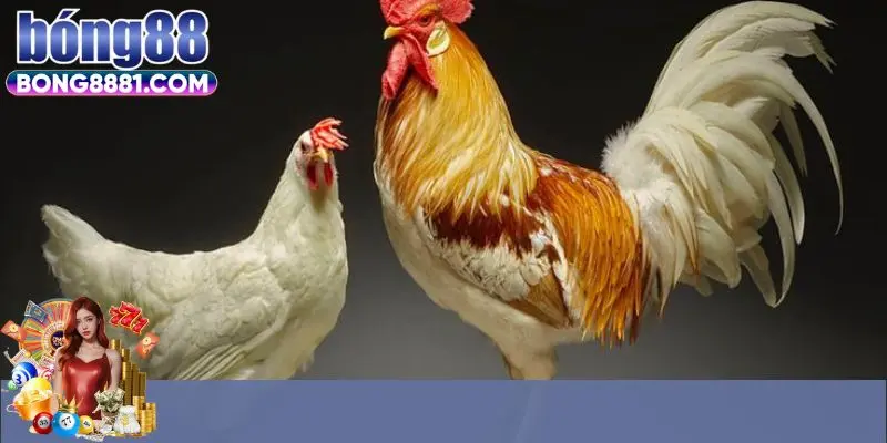 Một số giống gà được sử dụng trong thi đấu