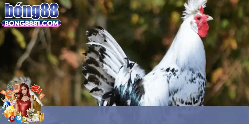 Những điều cần biết về đá gà cựa dao