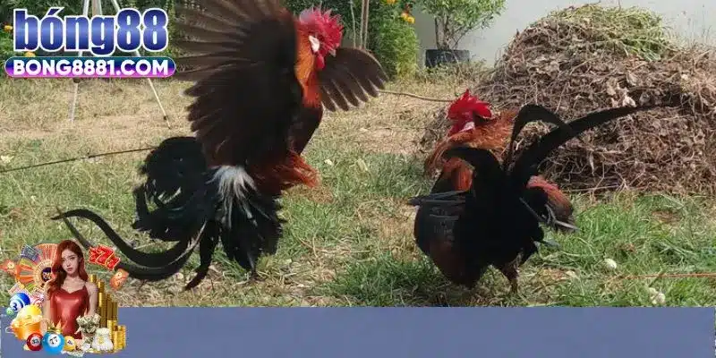 Tổng hợp các hình thức đá gà ở Bong88