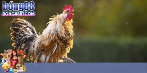 Ưu điểm tạo nên thương hiệu đá gà Bong88